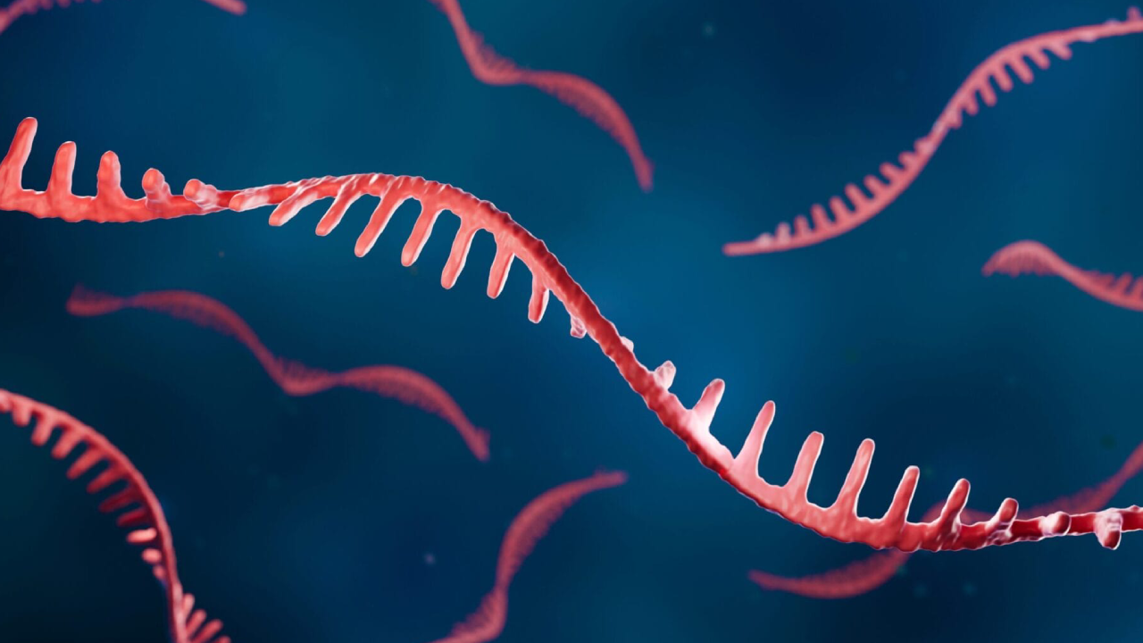 RNA